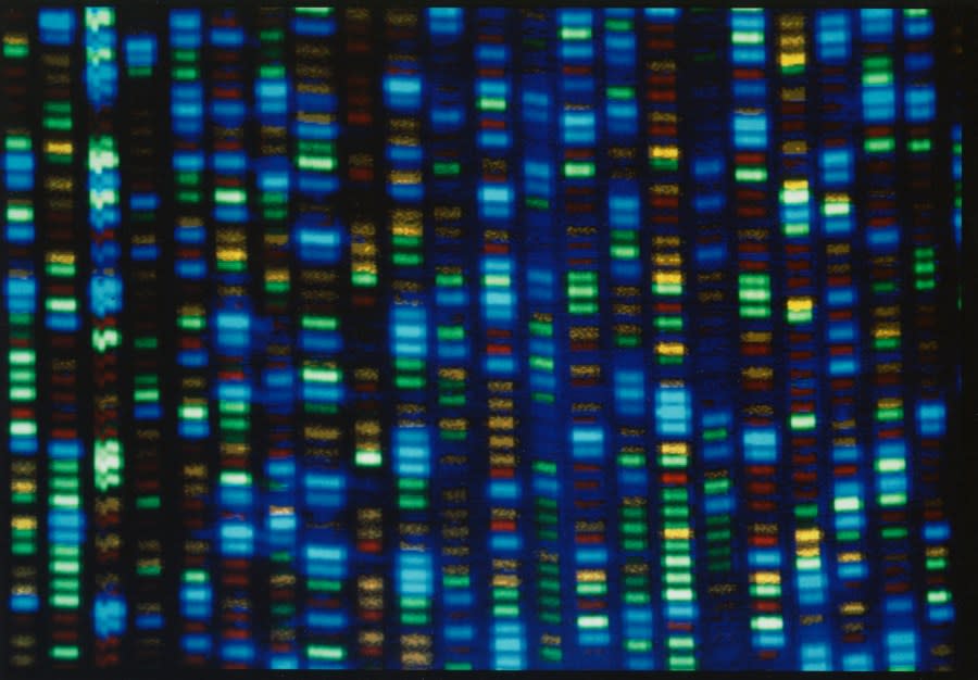FILE – This undated image made available by the National Human Genome Research Institute shows the output from a DNA sequencer. Scientists are setting out to collect genetic material from 500,000 people of African ancestry to create what they believe will be the world’s largest database of genomic information from the population. (NHGRI via AP, File)