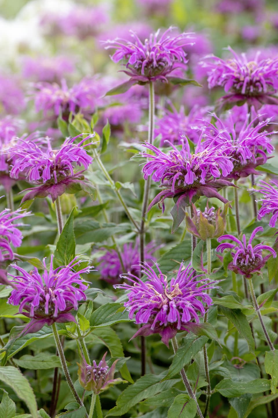types of wildflowers bee balm