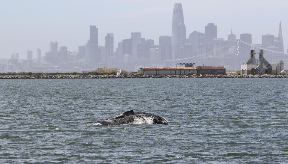 This June 5, 2019, photo provided by the Marine Mammal Center shows a humpback whale in Alameda, Calif. The humpback whale has become an unusual presence in San Francisco Bay. The San Francisco Chronicle reported Friday, June 14, that the humpback has remained in the waters near Alameda for more than two weeks. The Marine Mammal Center asks the public not to approach the whale. (Bill Keener/Marine Mammal Center via AP)