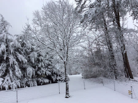Snow covered trees pictured in Maryville, Tennessee, U.S., January 29, 2019, in this photo taken from social media. @TNWeatherCenter/via REUTERS
