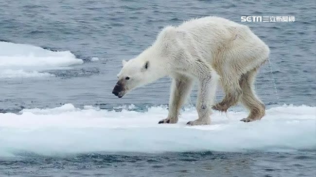 北極熊飆汗，北極圈竟飆到38度高溫。（示意圖／資料照）