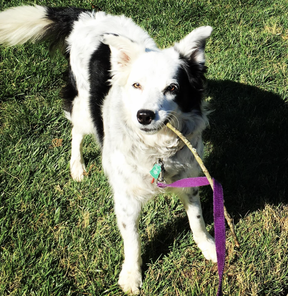 Chaser the border collie, who was known for her dognition