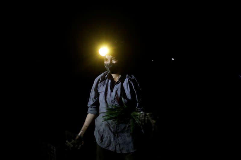 A farmer plants rice on a paddy field during early morning to avoid the heat in Hanoi