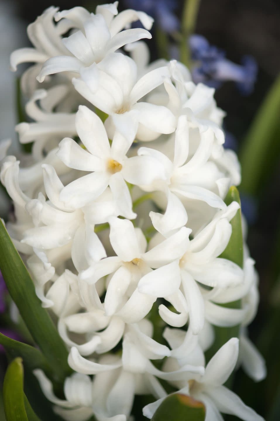 hyacinthus orientalis