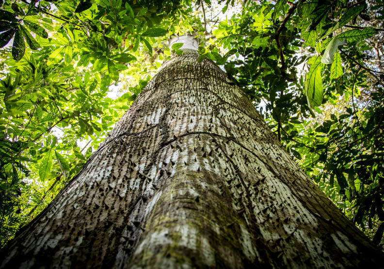 熱帶雨林的樹木都與它一樣，為了達到林冠而生長得又高又高寬。BBC Earth