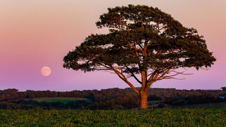 Harvest Moon 2018 - Belt of Venus - Shubenacadie, NS