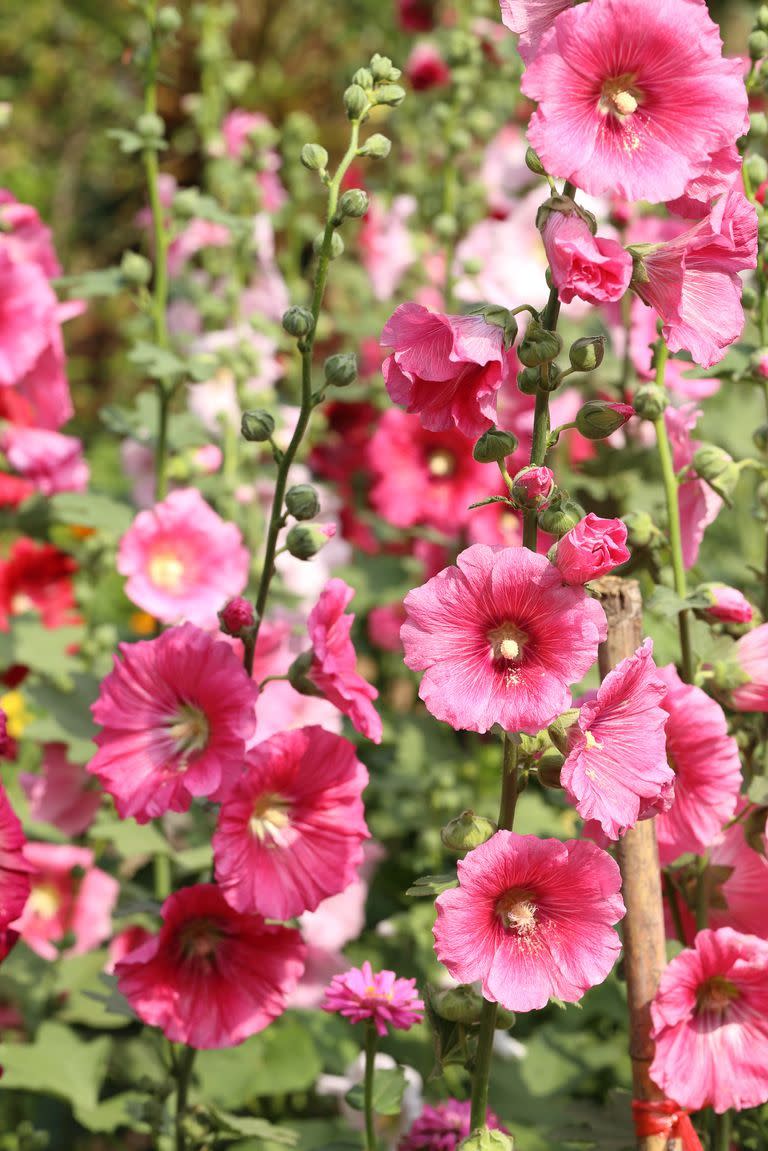 flower meanings, pink hollyhock