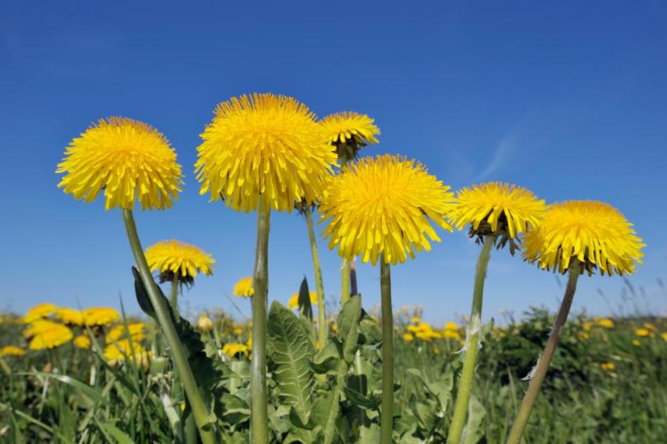 Dandelion (Taraxacum officinale) meadow, clear blue sky. Bavaria, Germany, Europe.