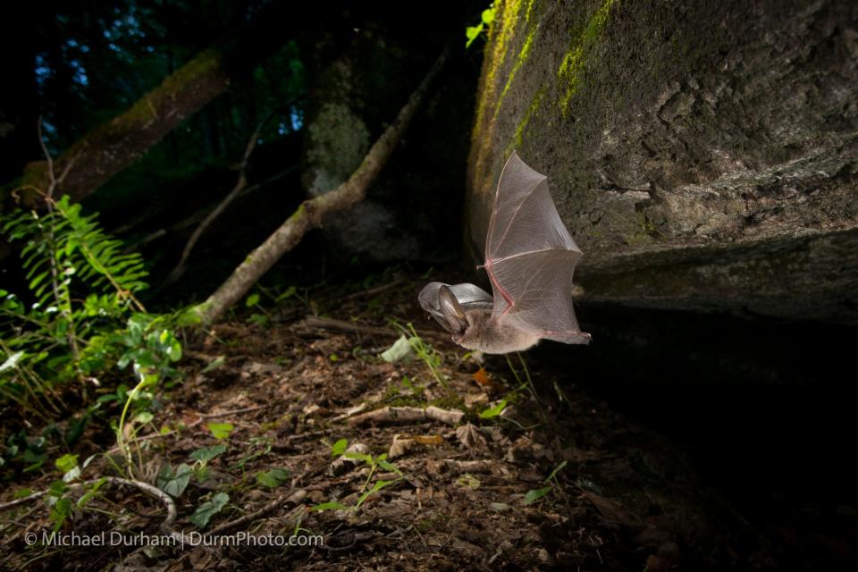 A Virginia big-eared bat emerging from a cave in North Carolina. The N.C. Wildlife Resources commission has drafted a plan to protect this endangered subspecies of the Townsend's big-eared bat.