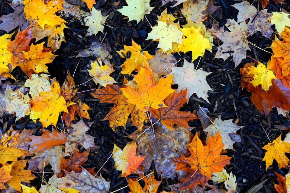 The Fall Color Tour all-terrain/off-road vehicle ride is set for Oct. 21 in St. Joseph County.