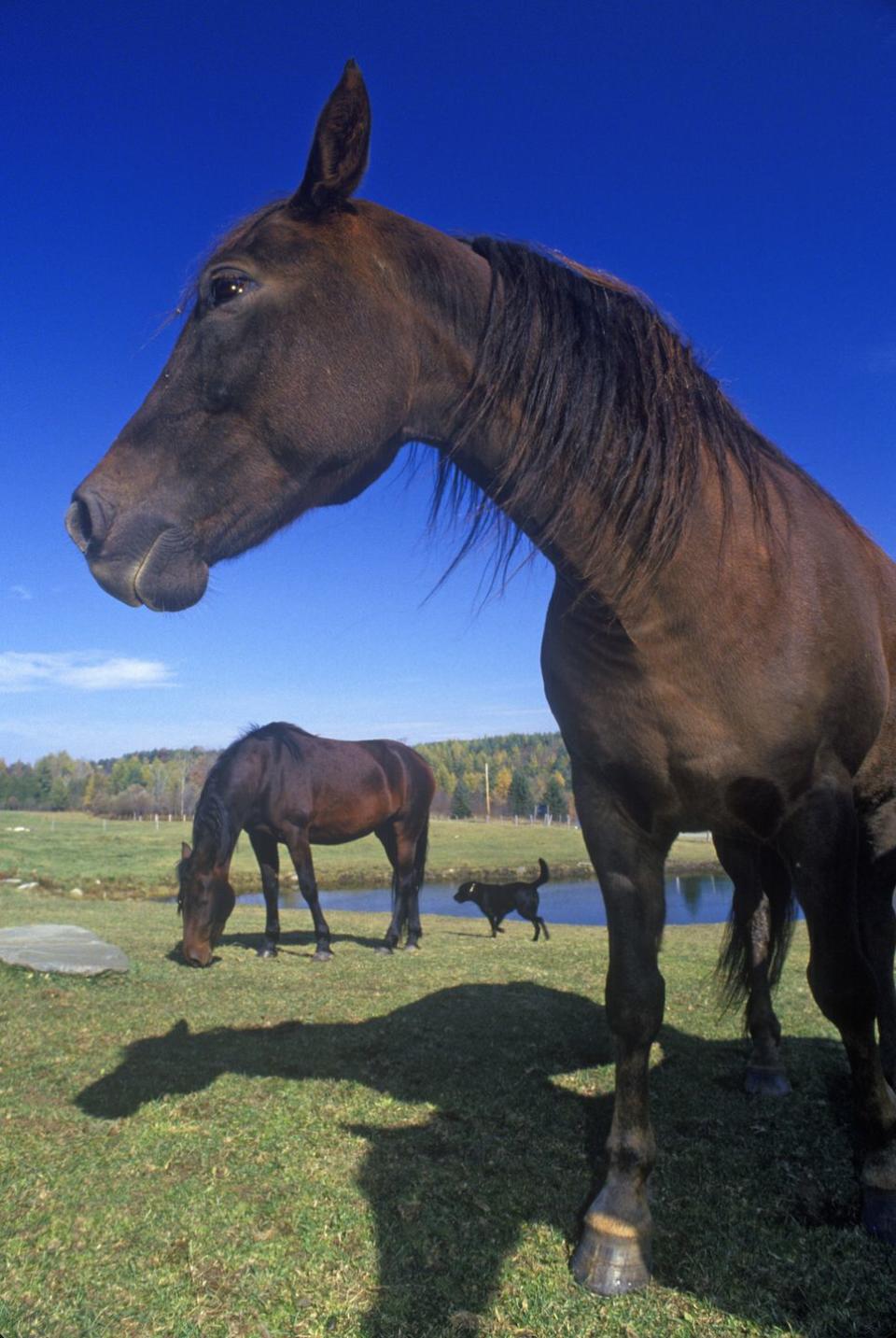 <p><strong>State Mammal: Morgan Horse </strong></p><p>This horse breed originated in Vermont and became the state mammal in 1961. </p>