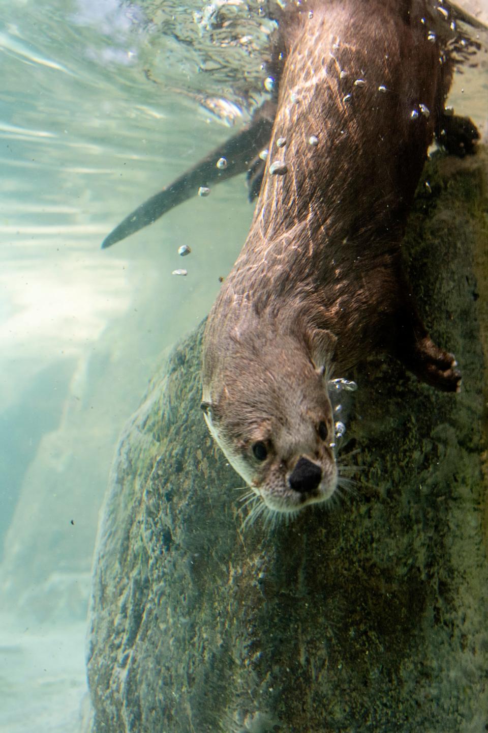 An otter dives into the water at the WNC Nature Center June 2, 2022.