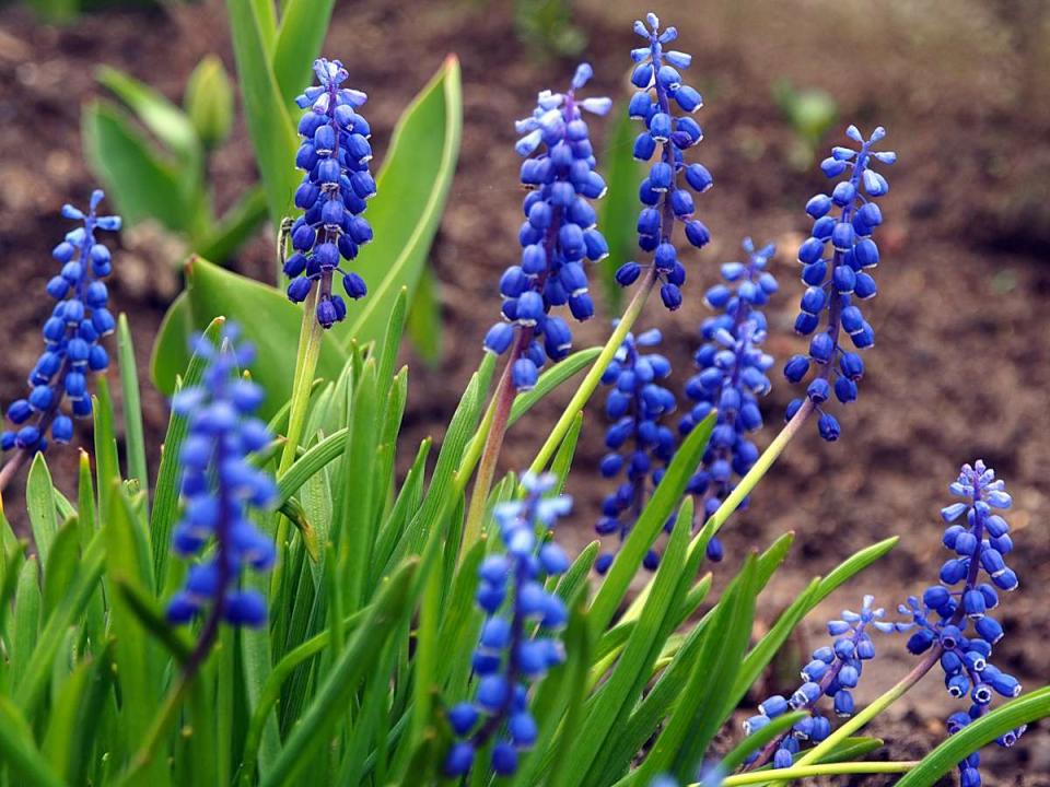 Grape Hyacinth