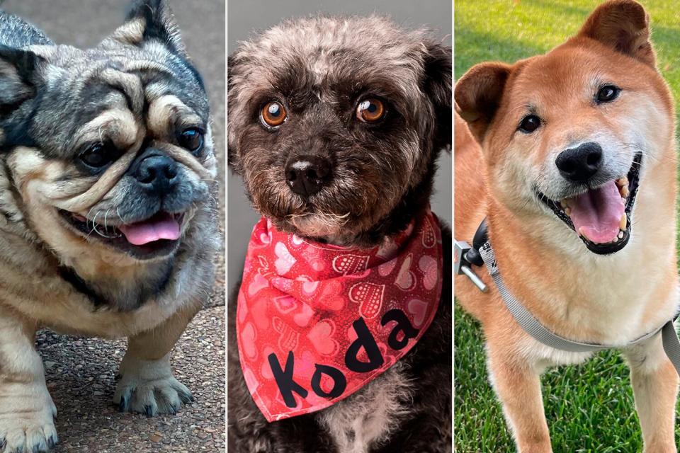 finalists for the 2022 PEOPLE’s World’s Cutest Rescue Dog Contest, presented by the PEDIGREE Brand!