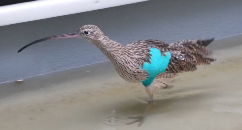 An injured eastern curlew with a bandage around its wing.