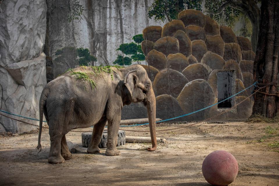 Mali, an elephant that has been in captivity for 45 years, is seen at a zoo converted into a vaccination site on January 19, 2022 in Manila, Philippines.