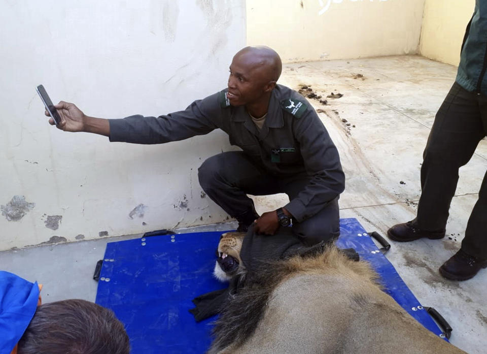 In this photo taken on Wednesday, March 13, 2019, an officer takes a selfie with a darted captured lion is seen in a police cell at the Sutherland, South Africa. The lion had escaped from the Karoo National Park near Beaufort West, some 320km away, a month ago after he reportedly managed to crawl underneath the park's electric fence. The lion was recaptured when four sheep and two goats were killed on a farm in the vicinity. (AP Photo)