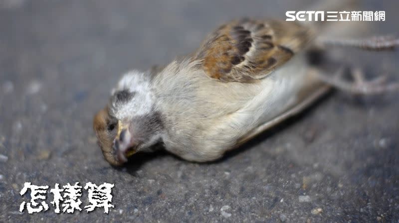 〈消失的海鳥Siau-sit ê hái-tsiáu〉MV中出現鳥類的死亡以及一名女學生罹癌倒下，內容呈現出環境汙染對生態、人們健康的影響。（圖／黃稚嘉和搞頭王、林惇誠授權提供）
