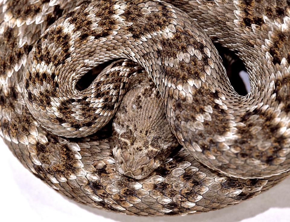 A rattlesnake coils on the floor of a demonstration pit in Sweetwater's Nolan County Coliseum Thursday March 11, 2021. On Friday the Sweetwater Jaycees will open their 63rd World's Largest Rattlesnake Roundup.