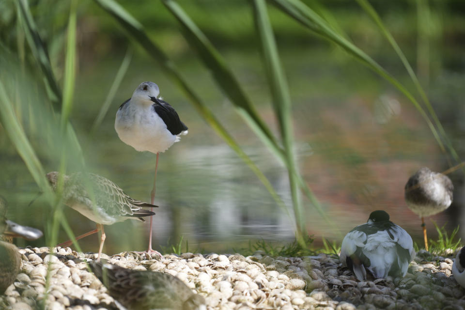 Wildlife photo of bird standing next to water captured with the Sony A7C II full-frame mirrorless camera