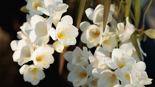 beautiful flowers at the florist shop