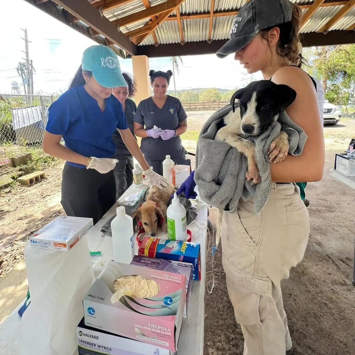 A group of volunteer veterinarians and students tend to the animals. (Danielle Campoamor / TODAY)