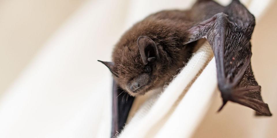 A bat from Larimer County, a county in Colorado, just hanging out.