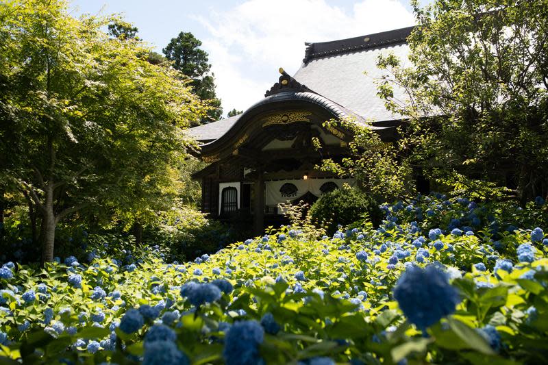 在今年的盛夏時節，我們來到繡球花滿開的秋田縣「雲昌寺」。（日本觀光局JNTO提供）