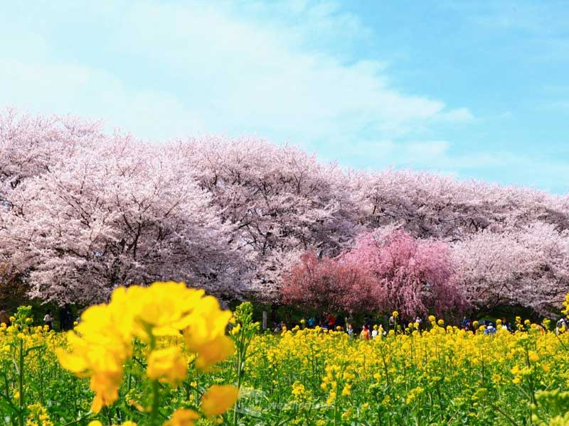 日本回暖！日本氣象協會預測東京櫻花3月16日提早開花，3月24日滿開。（檔案照片）