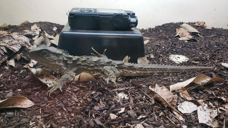 The tuatara, considered living fossils, also use vocal communication. / Credit: Gabriel Jorgewich-Cohen