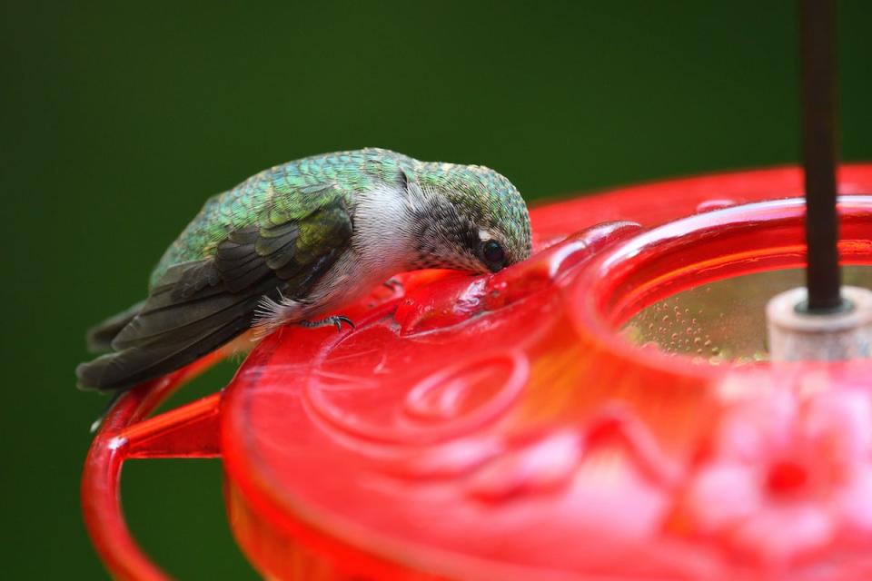 Hummingbird drinking from a red hummingbird feeder