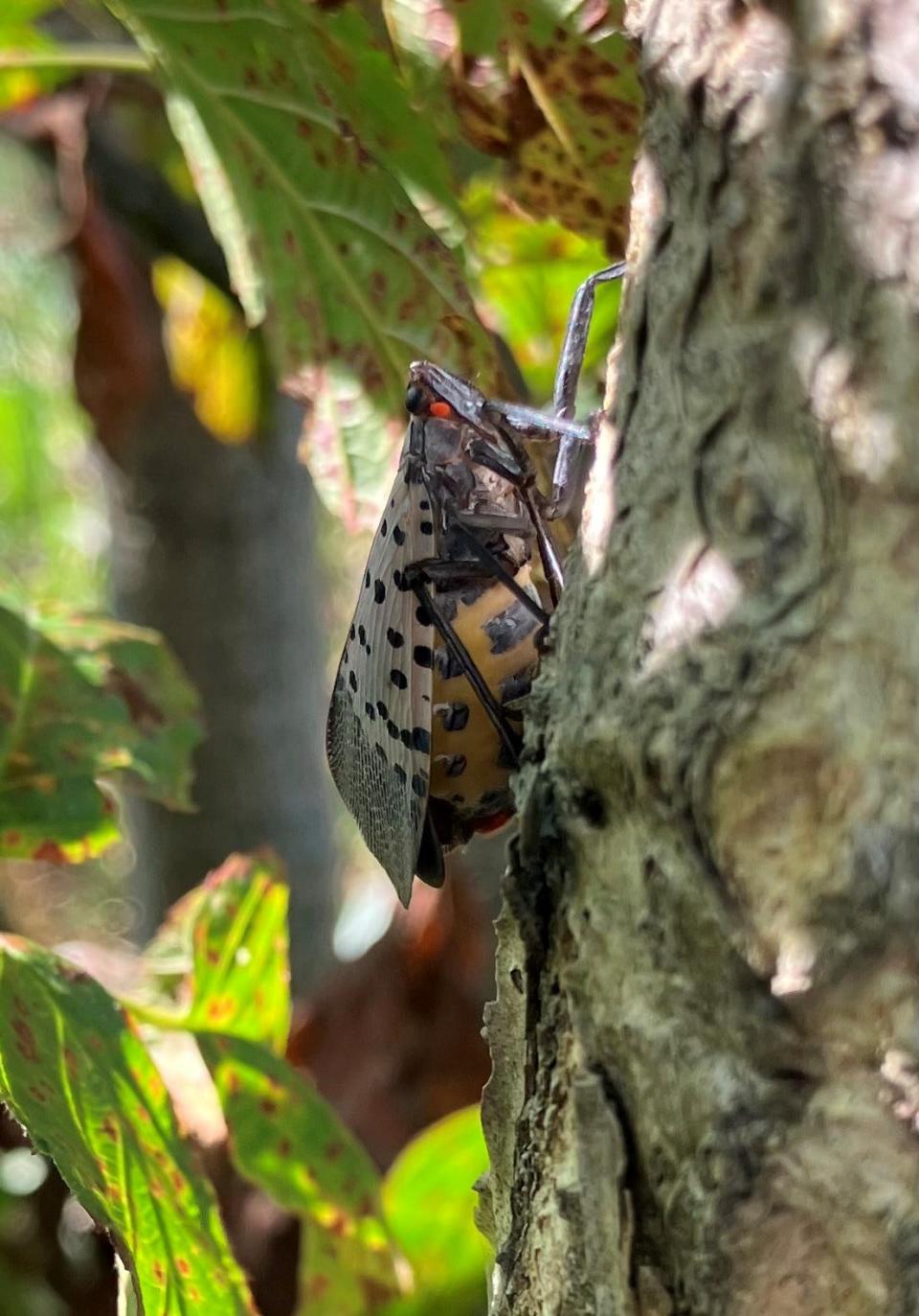 Image of the spotted lanternfly from the Tennessee Department of Agriculture on Sept. 28, 2023