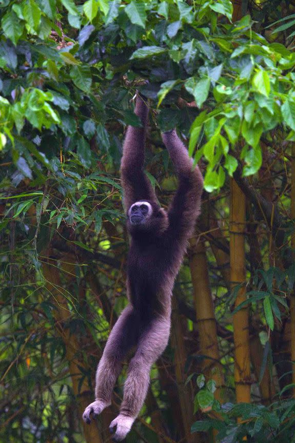 TROPICAL FOREST LOGGING HAS CONTRIBUTED TO POPULATION DECLINES IN MANY ANIMALS, INCLUDING THE BORNEAN GIBBON, KNOWN FOR ITS WHOOPING CALL.