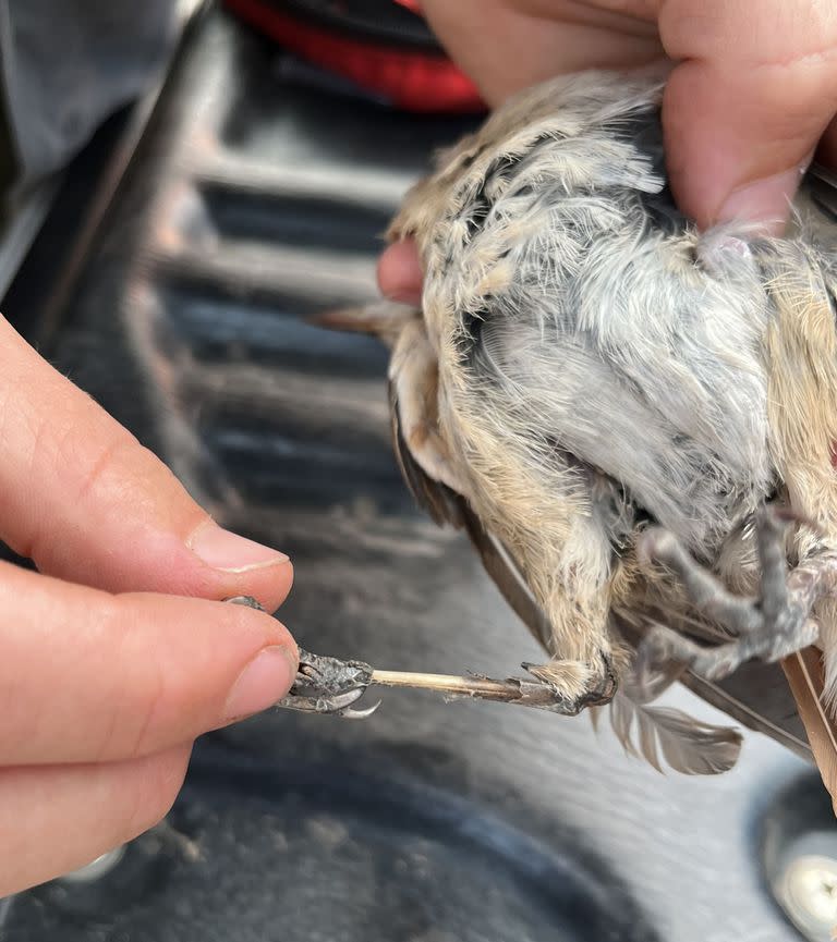 Un pájaro quemado por los incendios en Portal Carambola