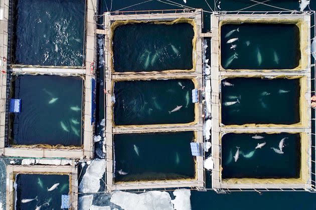 <p>Dans le complexe de bassins flottants exigus dans lesquels des cétacés capturés étaient autrefois entassés près du port de Nakhodka, en Russie, en 2019.</p>