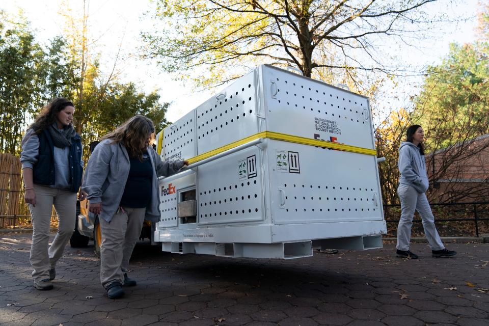 Giant panda Mei Xiang is transported in a crate to depart the Smithsonian's National Zoo and Conservation Biology Institute in Washington en route to Washington Dulles International Airport, where she will travel aboard the FedEx Panda Express to China, Wednesday, Nov. 8, 2023.