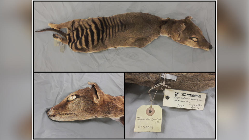 The Tasmanian tiger specimen analyzed in the study that's held at the Swedish National History Museum in Stockholm.