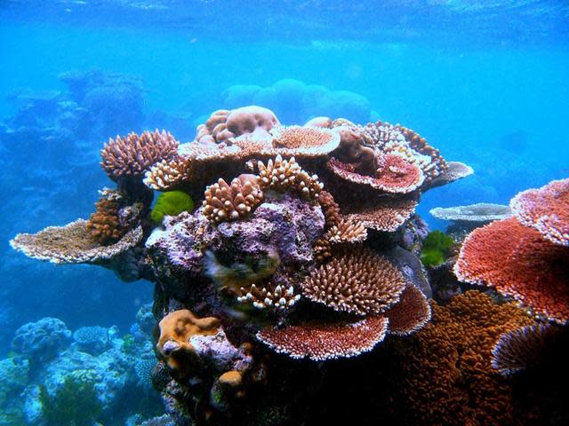 珊瑚礁 珊瑚 インテリア 置物 白珊瑚 アクアリウム 白化 オブジェ 27cm-