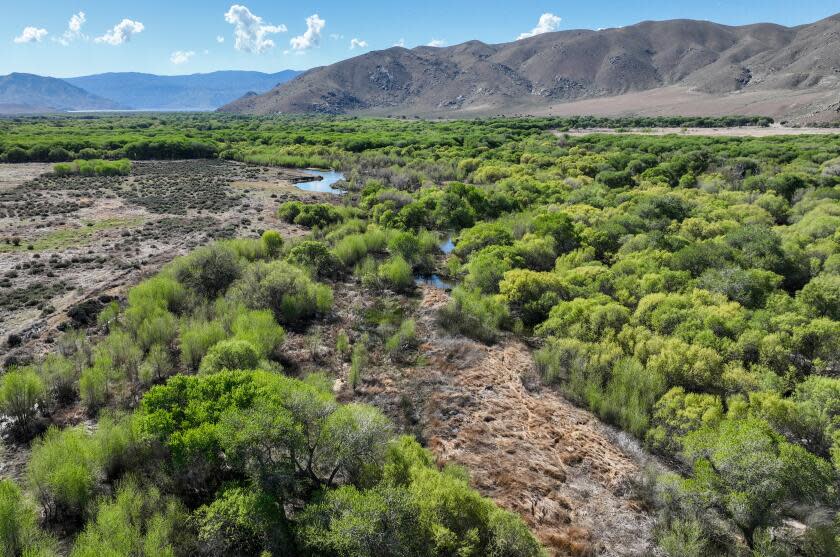 Weldon, CA, Thursday, April, 12, 2024 - The Nature Conservancy and the Audubon Society partner to maintain the Kern River Preserve and rehabilitate its riparian ecosystems that have been affected by groundwater pumping. (Robert Gauthier/Los Angeles Times)