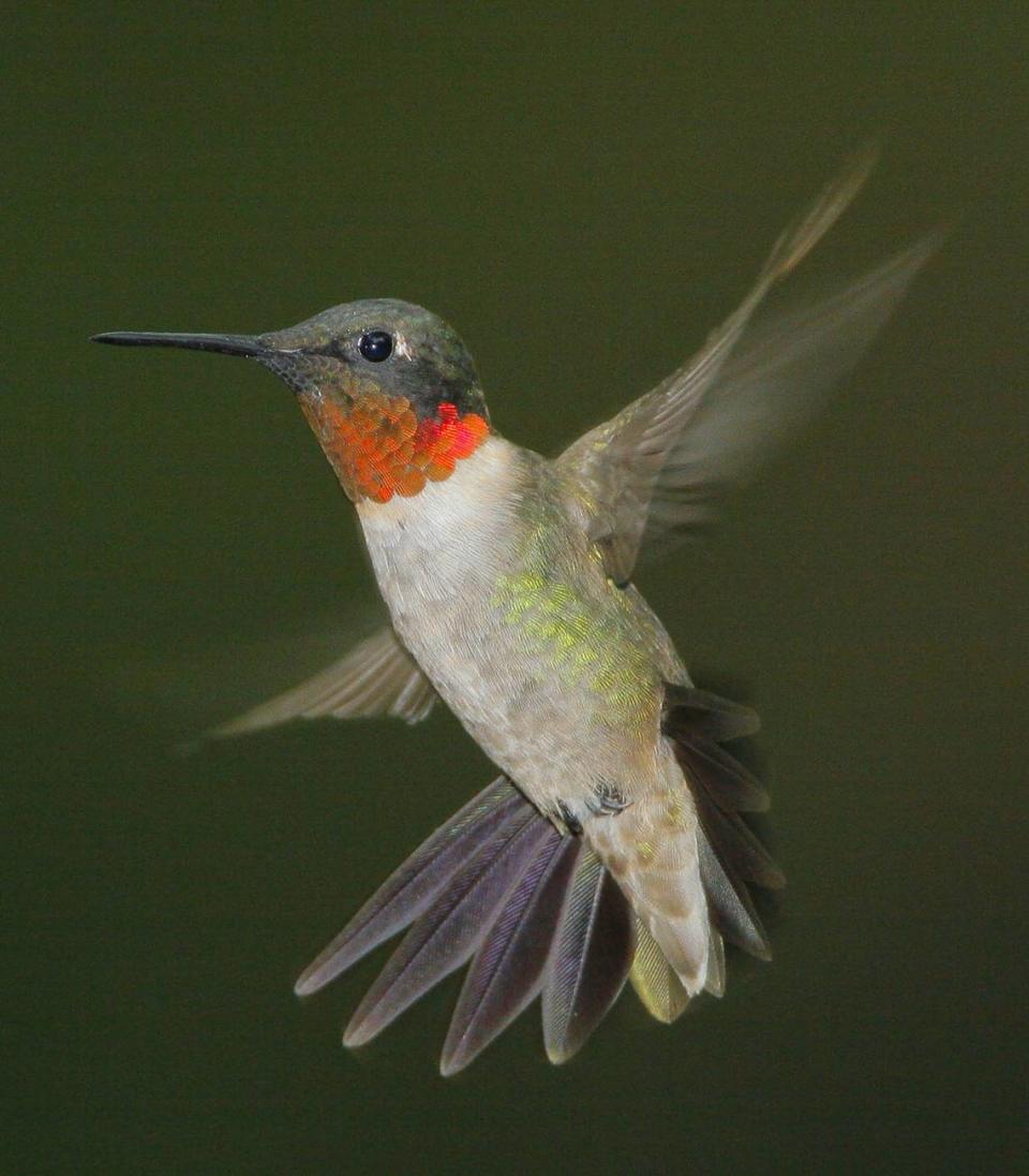 A Ruby-throated hummingbird photographed by Bob Gress, a naturalist formerly with the Great Plains Nature Center.