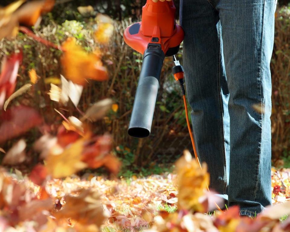 gathering autumn leaves with leaf blower