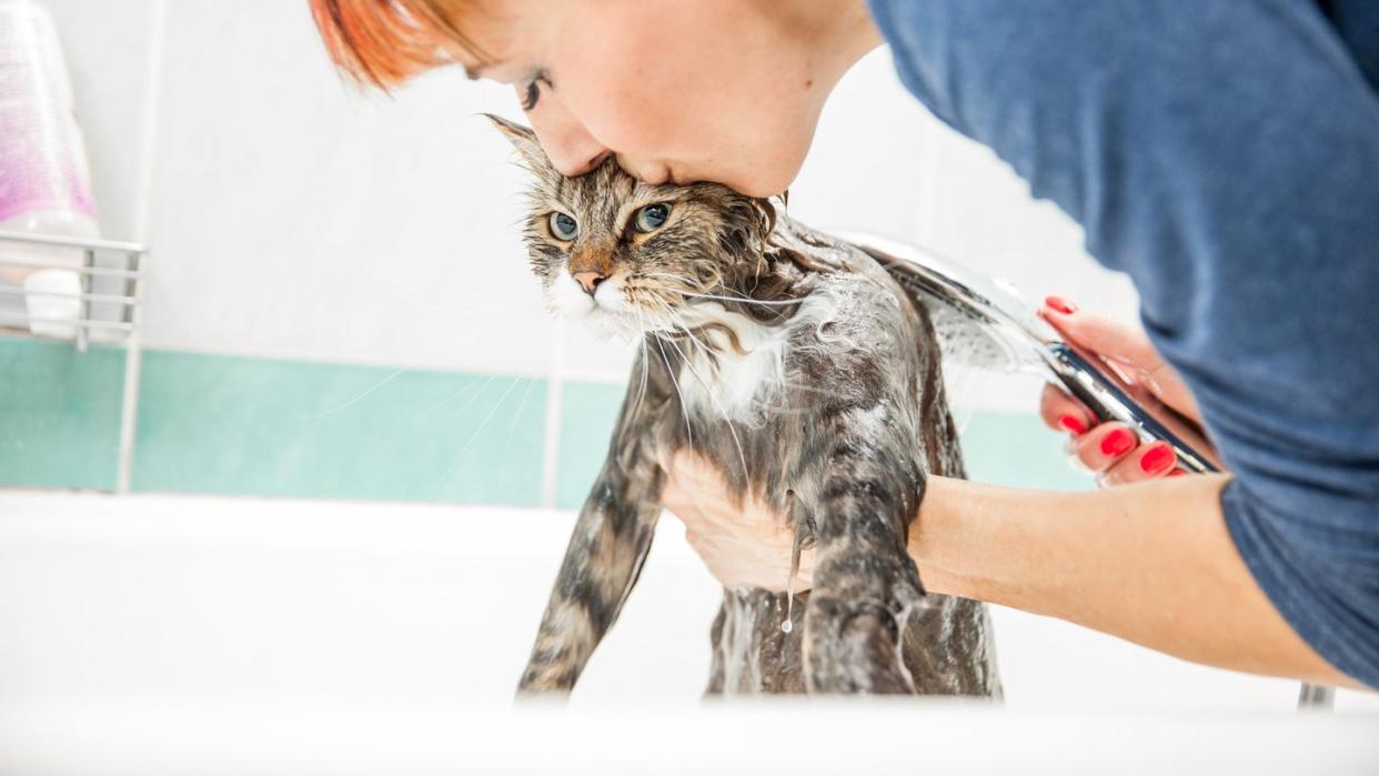 adult woman washing siberian cat in bathtub, lifting up his front end from under his arms and kissing his head as she works