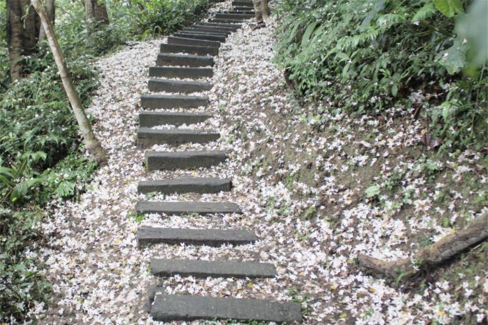 《圖說》土城清溪步道雪白美景。〈客家局提供〉