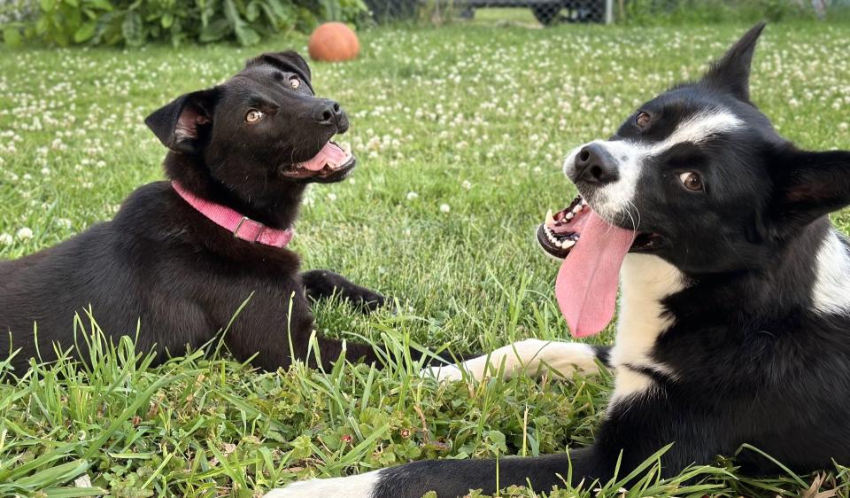 Wren, left, with her adopted canine brother, Winston, is one of the surviving dogs adopted after an animal neglect situation in Parma. The homeowner, Barbara Wible, also owned a home in Mantua where 146 dead dogs were found.