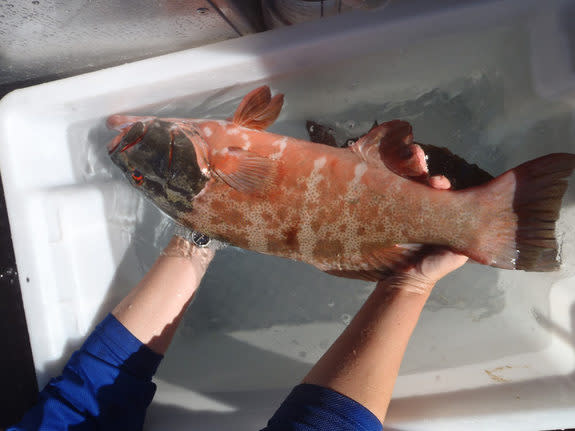 The skin cancer lesions (black spots) found on the coral trout living on the Great Barrier Reef were surficial, and appeared nearly identical to that in humans.