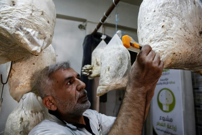 A Syrian man cuts holes in plastic bags used to grow mushrooms in the rebel-held town of Douma on the outskirts of Damascus on August 2, 2017