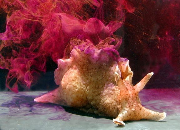 A sea hare releases ink in response to a threat.