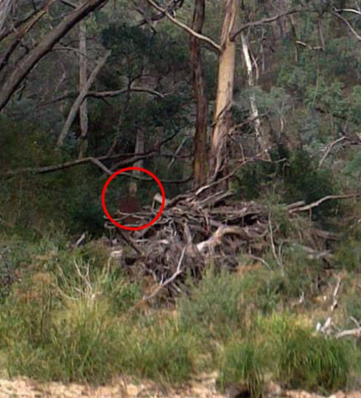 The photo shared to Toowoomba Ghost Chasers.