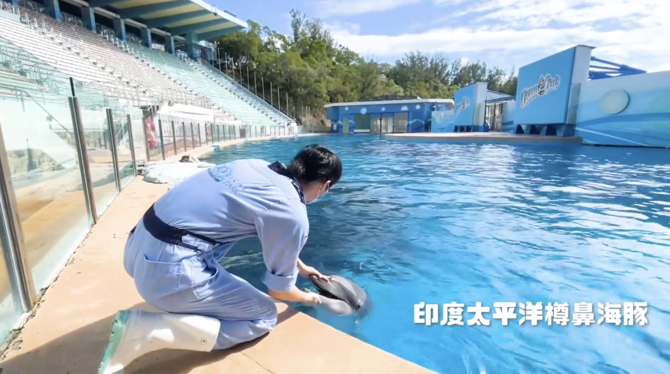 香港海豚保育學會呼籲海洋公園停止人工繁殖海豚作娛樂展示用途。   （海洋公園短片撮圖）