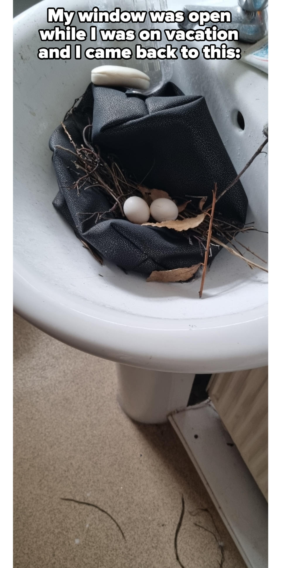 A bird's nest and eggs in a bathroom sink